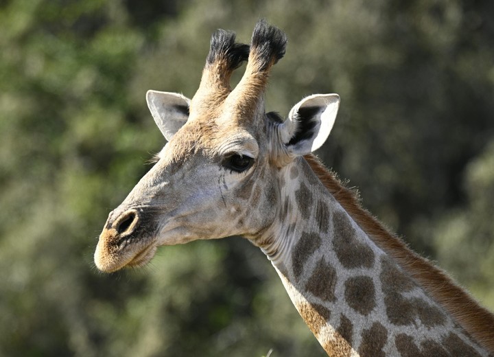 The Wild Heart of South Africa
