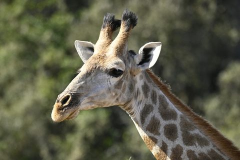 The Wild Heart of South Africa