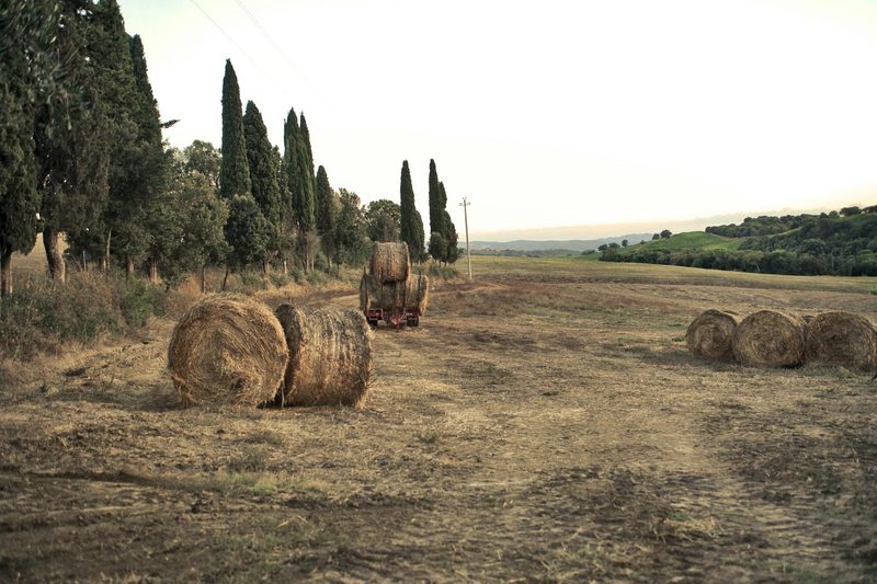 Florence in Harvest — Florence