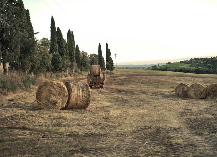Florence in Harvest