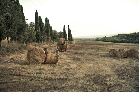 Florence in Harvest