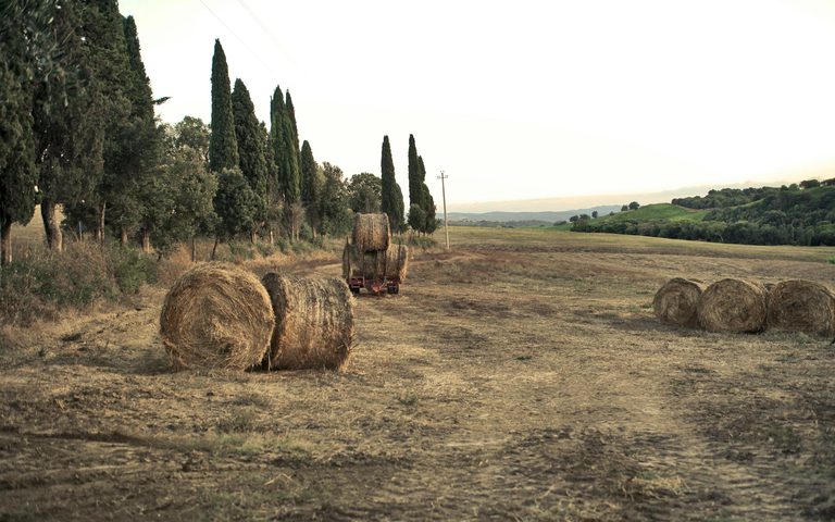 Florence in Harvest