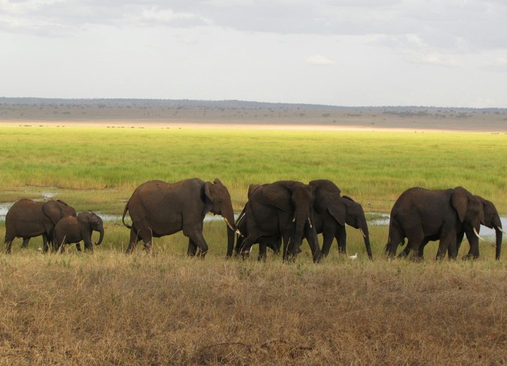 Family Safari