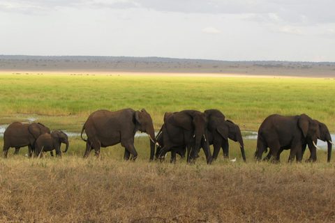 Family Safari