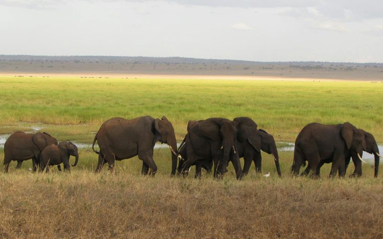 Family Safari