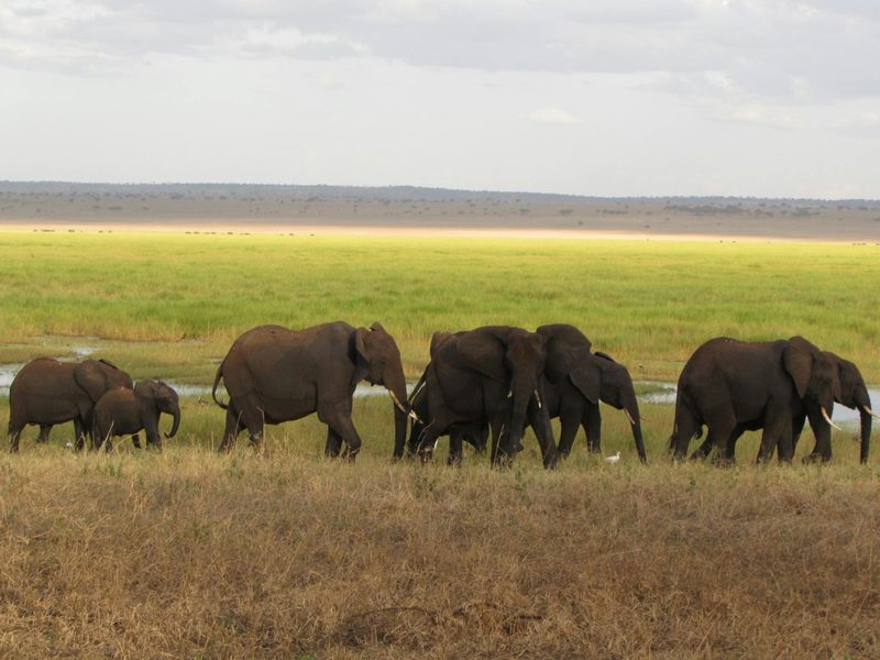 Un safari en familia, guiado al ritmo de los niños
