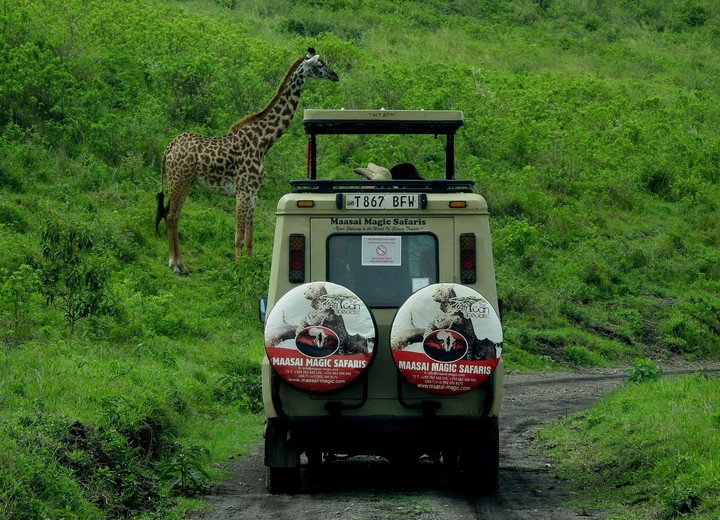 Honeymoon Safari
