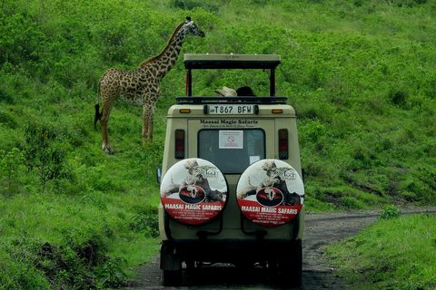 Honeymoon Safari