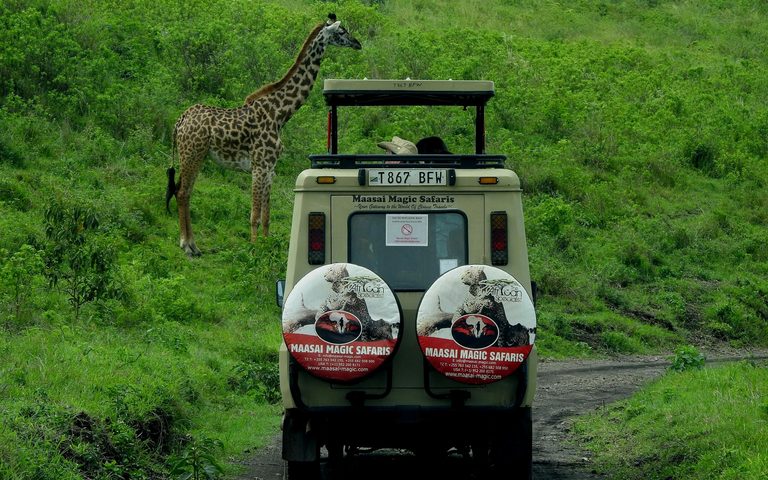 Honeymoon Safari
