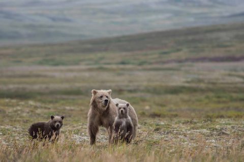 Alaska for the Family