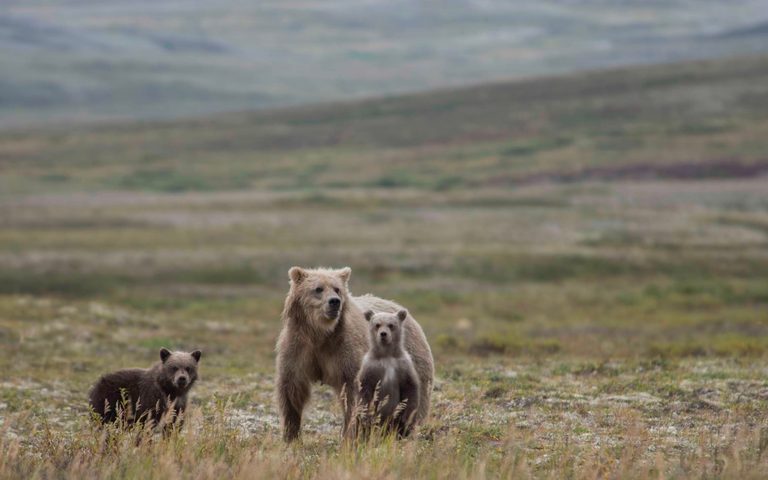 Alaska para la Familia