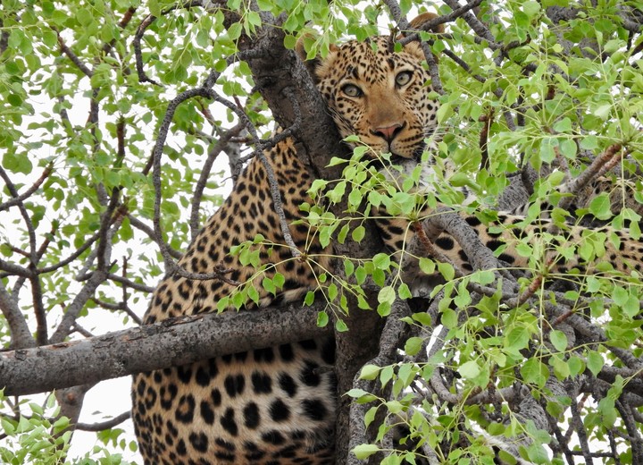 Ultra-Luxury Safari