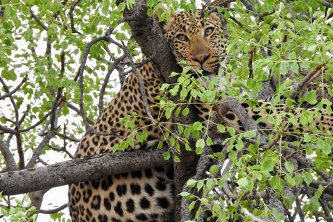Ultra-Luxury Safari