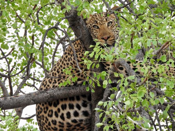 Ultra-Luxury Safari