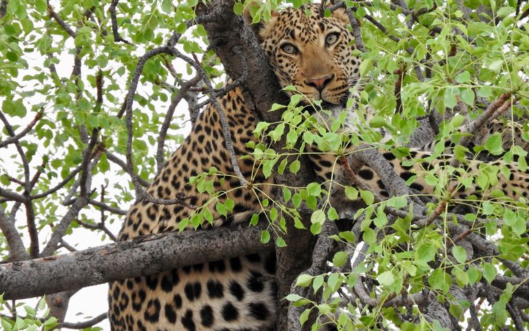 Ultra-Luxury Safari