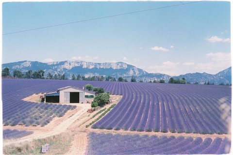 A Provence Summer