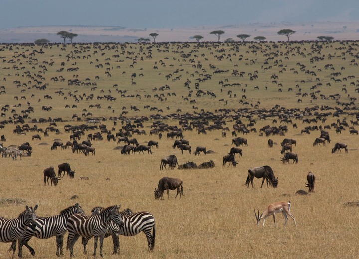 Kenya in Migration Season