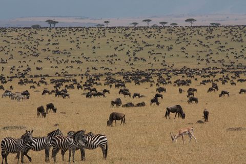 Kenya in Migration Season