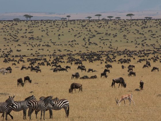 Kenya in Migration Season