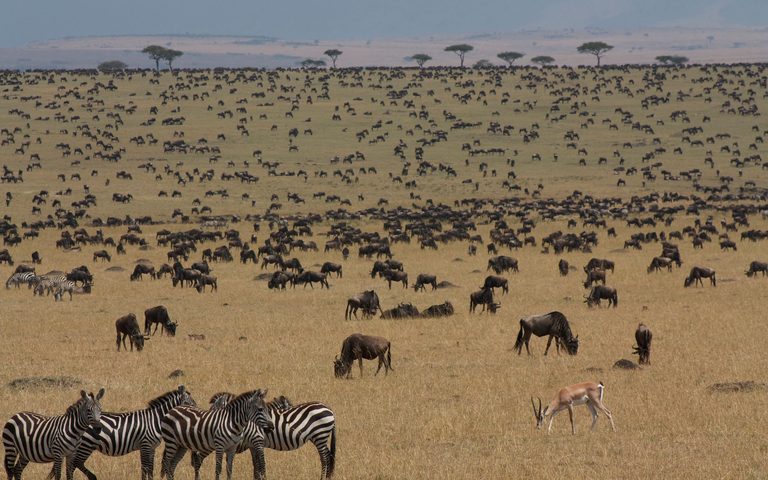 Kenya in Migration Season