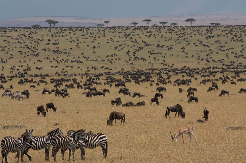 Kenya in Migration Season — Kenya