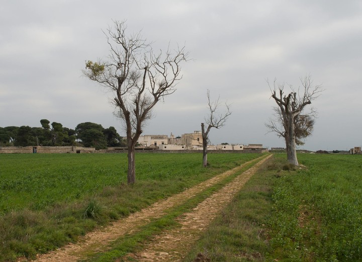 A Masseria Honeymoon