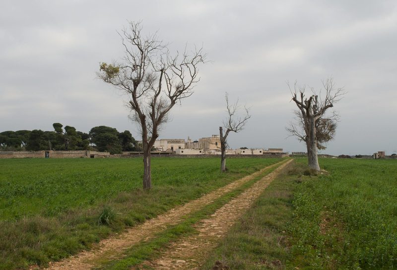 A Masseria Honeymoon — Puglia