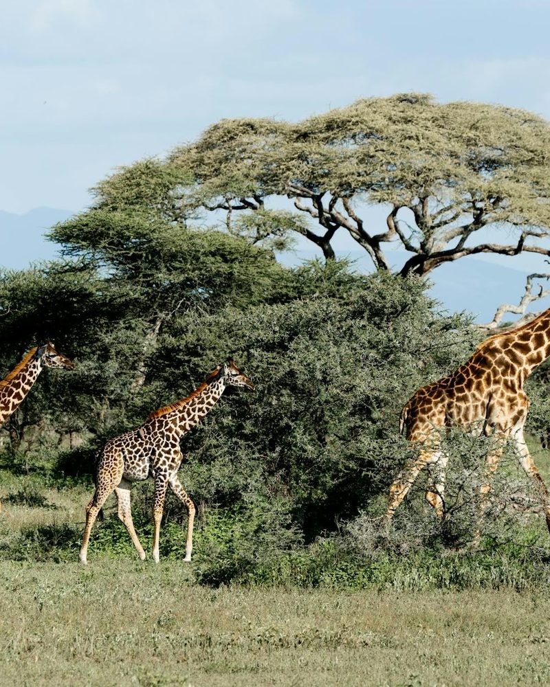 East Africa & Maldives Itinerary — Private Luxury Travel