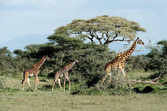 La Aventura de Safari y Mar