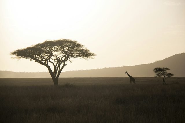 A Hadzabe morning, arranged properly