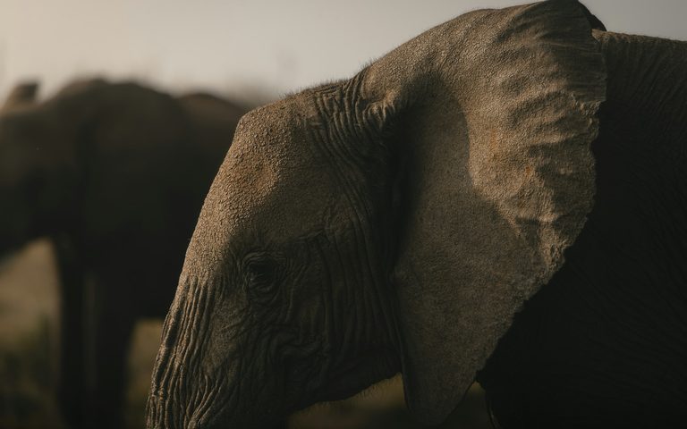 When to Go on a Luxury African Safari — and Where to Stay for Exclusive Access
