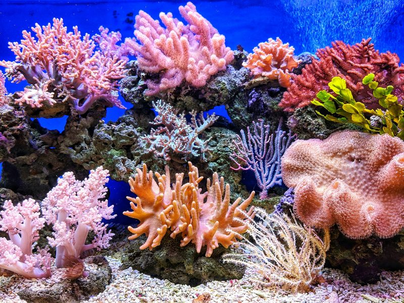 Bajo Bora Bora — Bora Bora & Polinesia Francesa