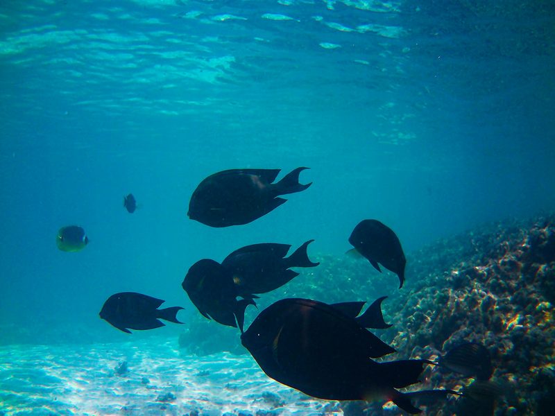 Beneath the Maldives — The Maldives