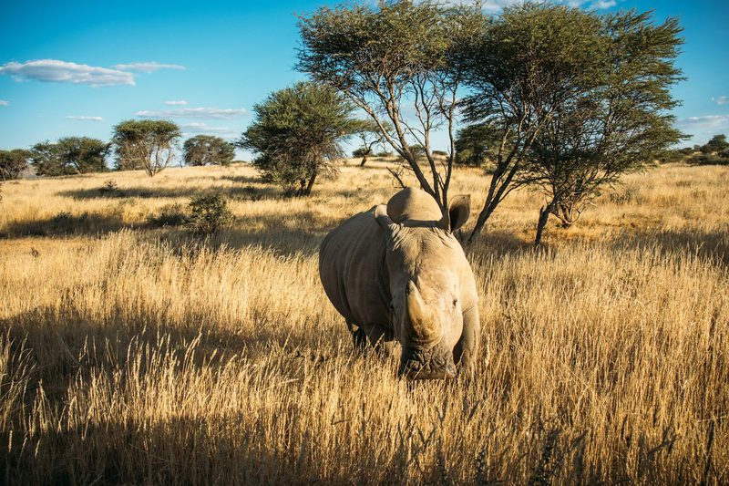 Conservation Journey — Safaris