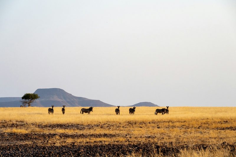 Honeymoon Safari — Safaris