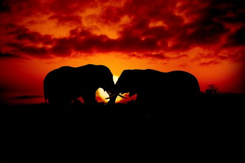 How to Choose a Luxury Safari Operator: What to Compare