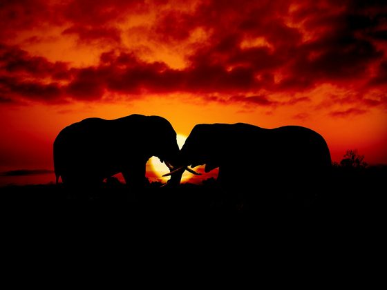 How to Choose a Luxury Safari Operator: What to Compare