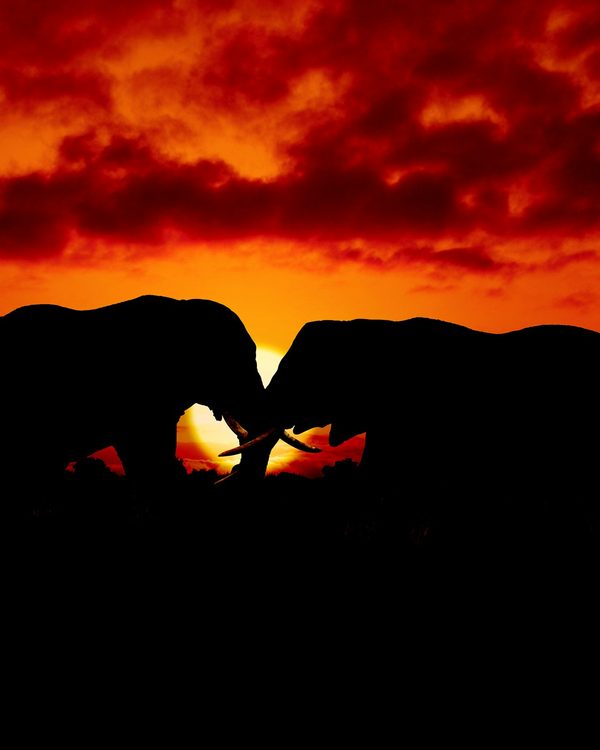 Cómo Elegir un Operador de Safari de Lujo: Qué Comparar