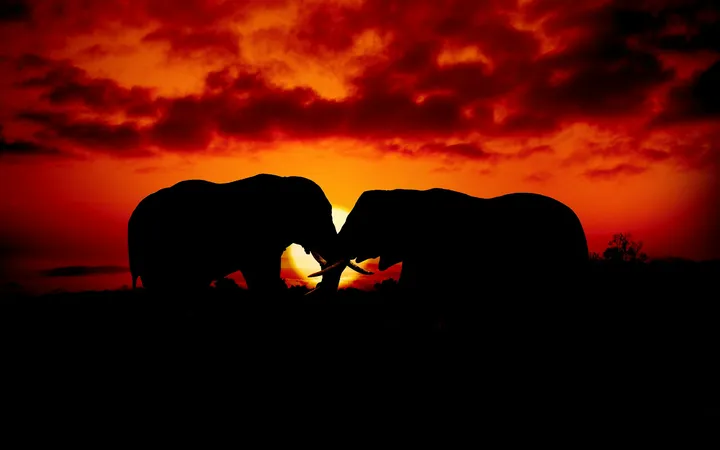 How to Choose a Luxury Safari Operator: What to Compare