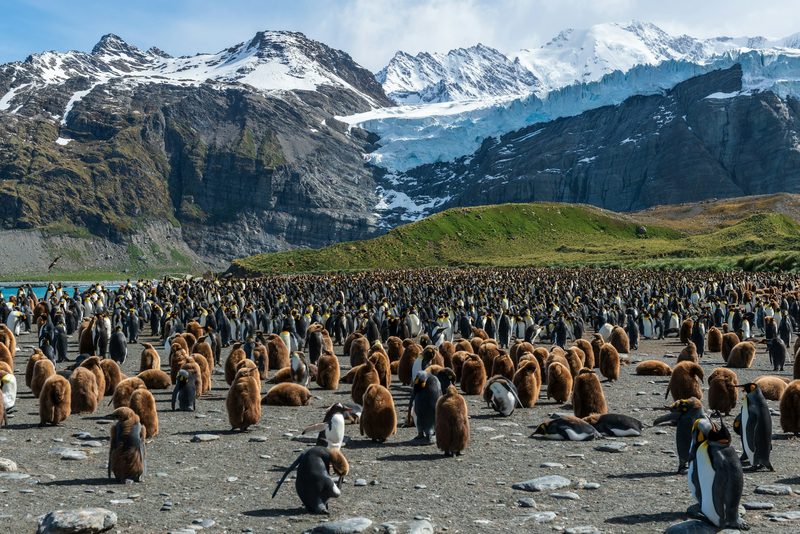 South Georgia & the Wildlife — Antarctica