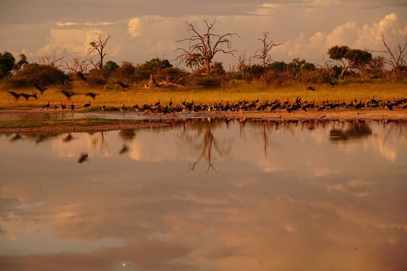 Ultra-Luxury Safari — Safaris
