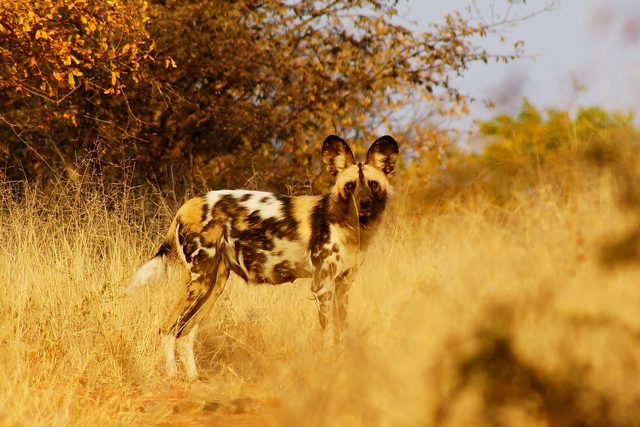 Gorongosa con quienes lo restauran