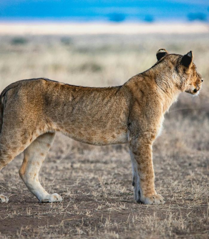 Kenya — The Maasai Mara