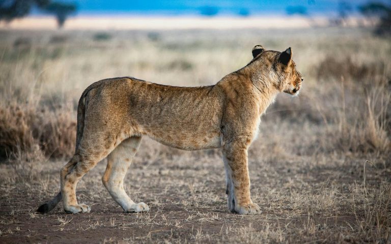 Kenya — luxury travel by Forest Travel