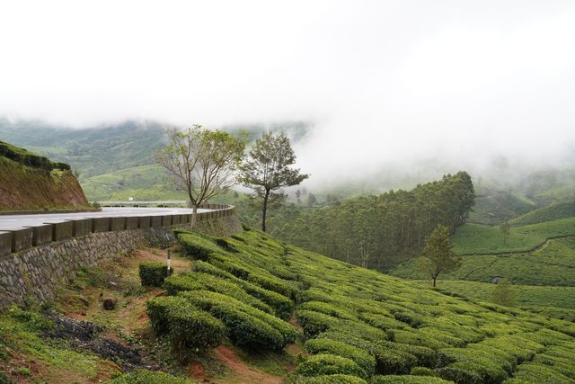 Las Colinas de Té