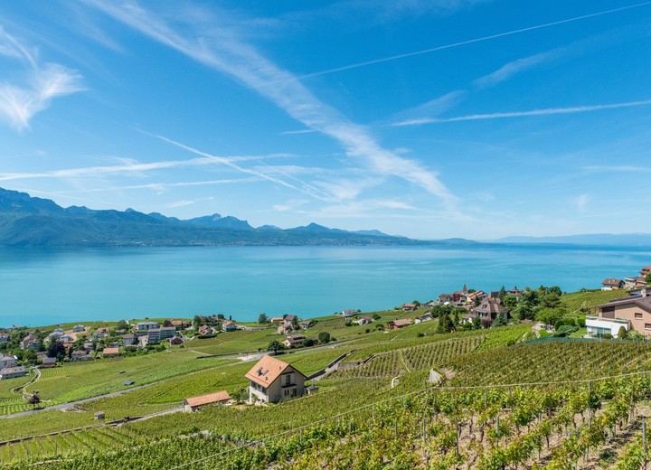 Vineyards & Lakeshore