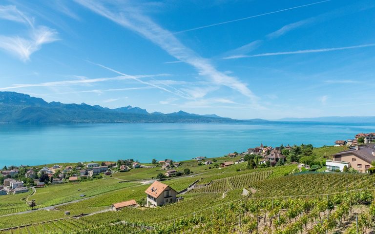Vineyards & Lakeshore