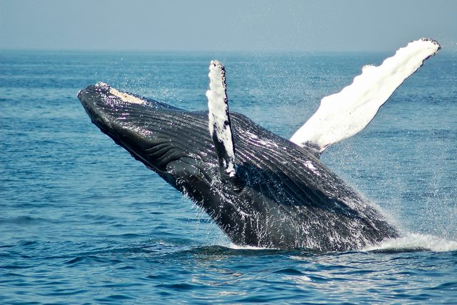 La temporada de ballenas desde el agua