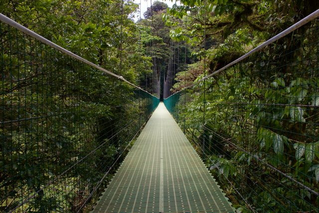 Puentes colgantes sobre el dosel