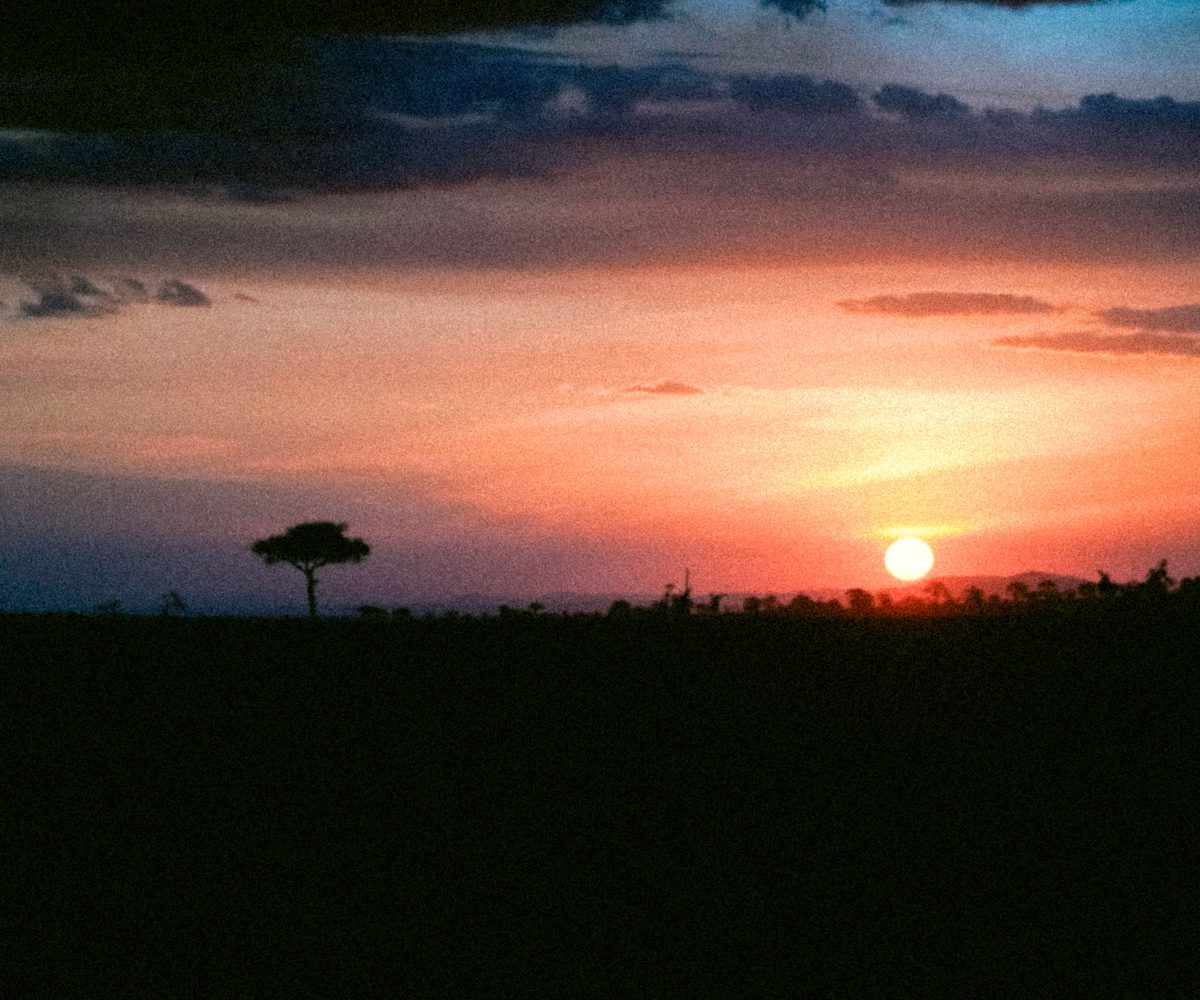 Safaris